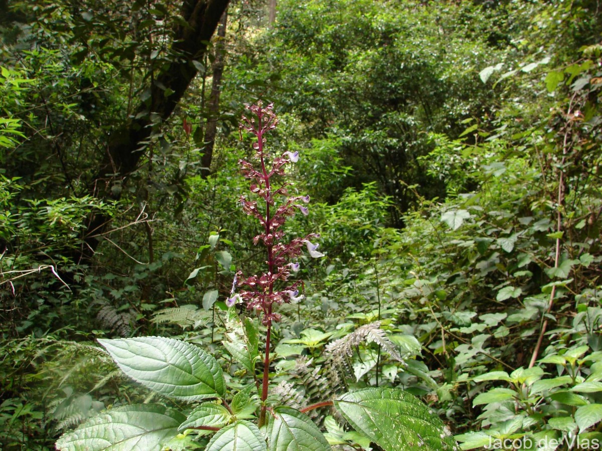 Coleus malabaricus Benth.